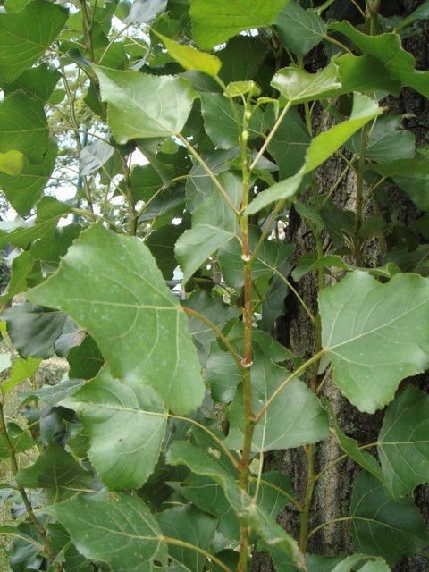 Populus nigra feuille